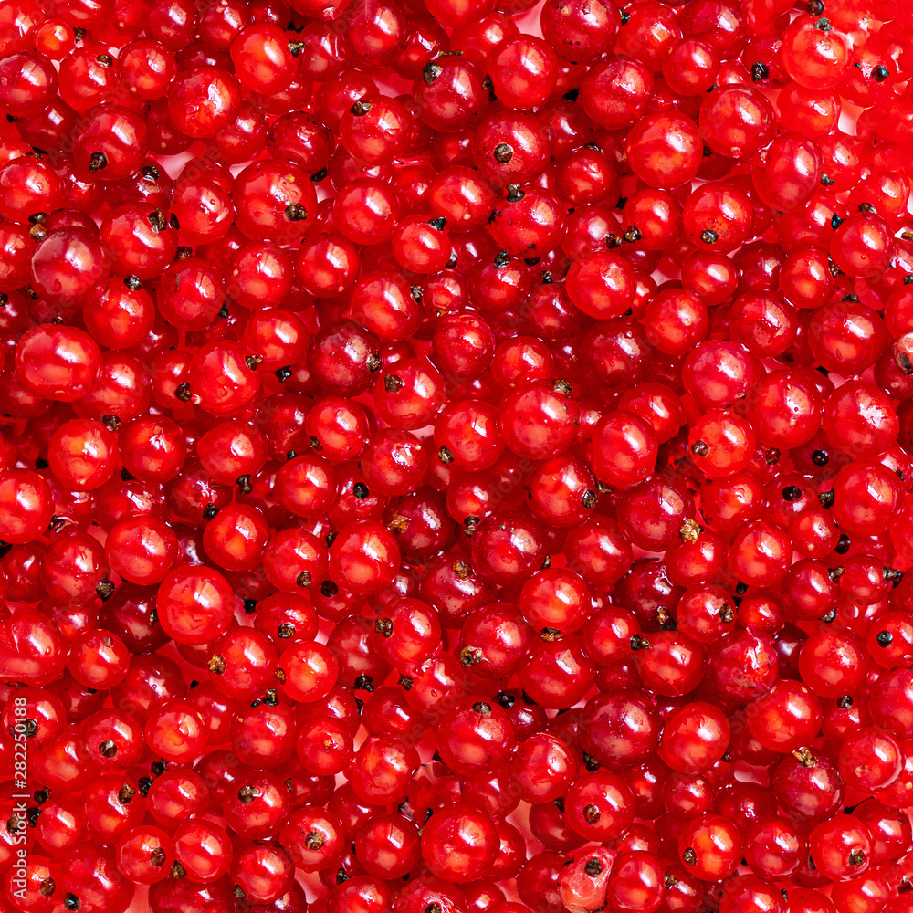 Red currant berries background. Heap of Fresh Currant. Red currant berries background. Heap of Fresh Currant.
