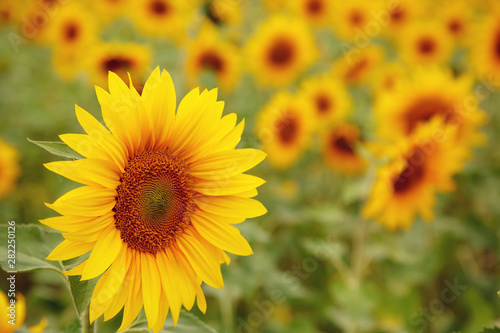 sunflowers growing in a field. flower closeup