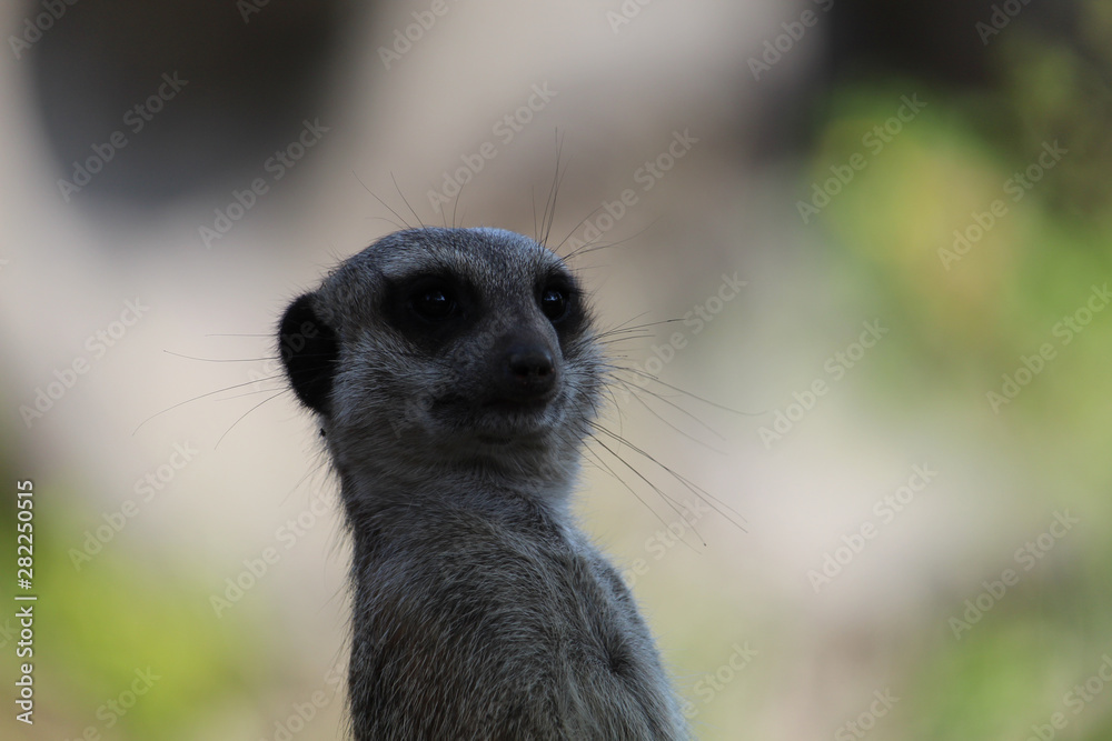Meerkat Meerkat