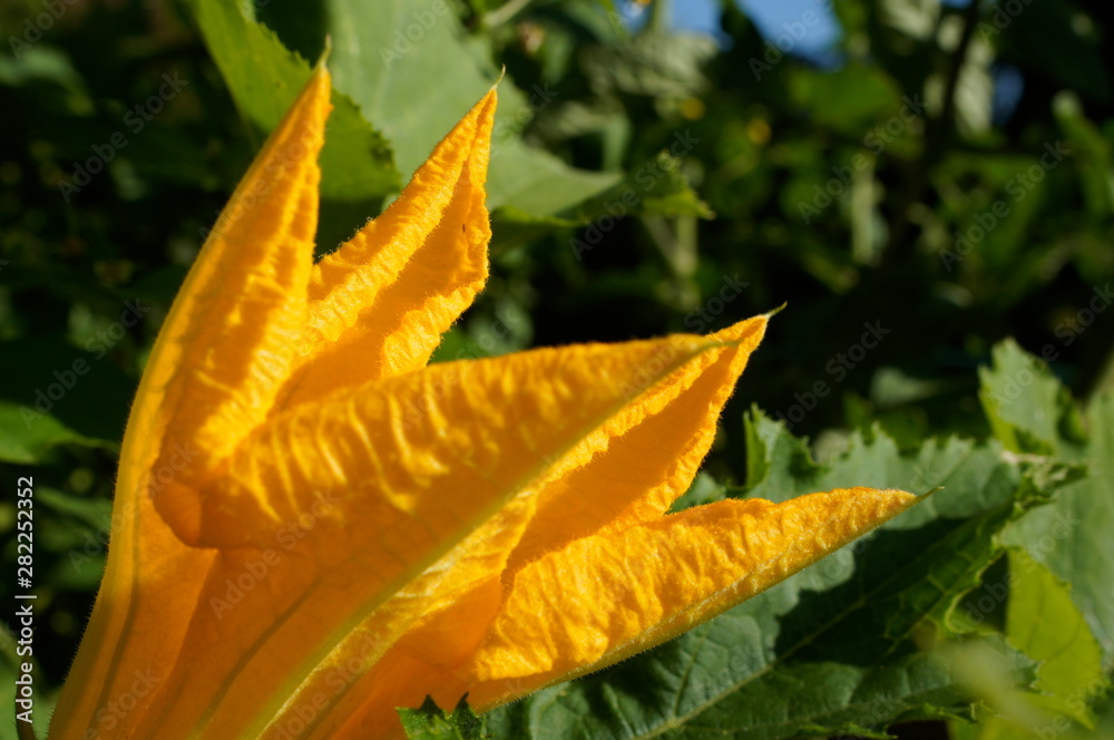 Zucchino flower,Zucchini plant with yellow flowers growing on the