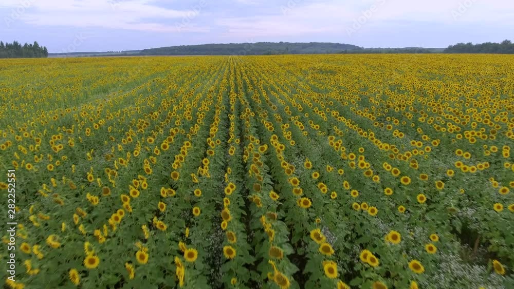 Aerial View, Flight over the sunflower field. Sunflower field, drone moving across a yellow field of sunflowers, aerial view of a sunflower field, summer landscape of a sunflower crop Aerial View, Flight over the sunflower field. Sunflower field, drone moving across a yellow field of sunflowers, aerial view of a sunflower field, summer landscape of a sunflower crop