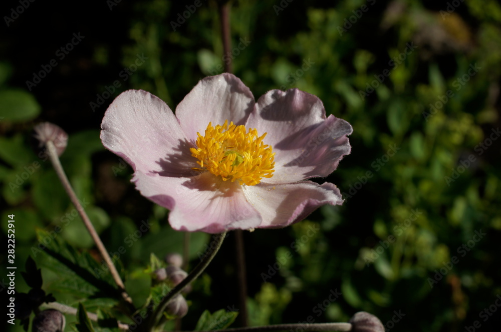 Obraz premium Anemone 