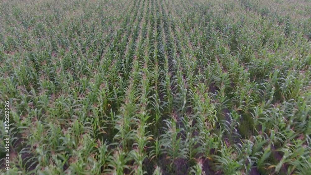 4K, Aerial view, Corn field. Plantation, field a golden corn. Green corn field and beautiful sky with clouds 4K, Aerial view, Corn field. Plantation, field a golden corn. Green corn field and beautiful sky with clouds