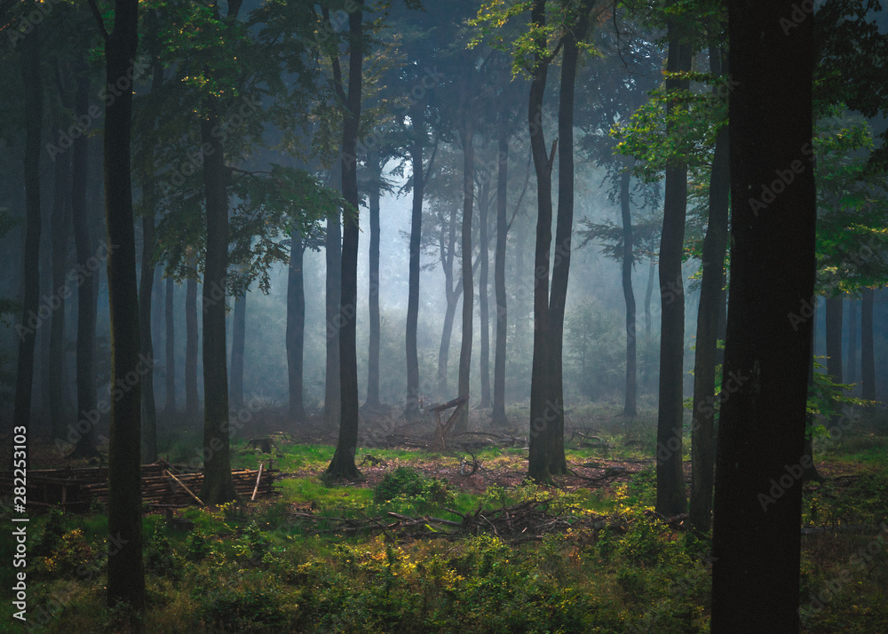 Obraz premium Nebel im Wald