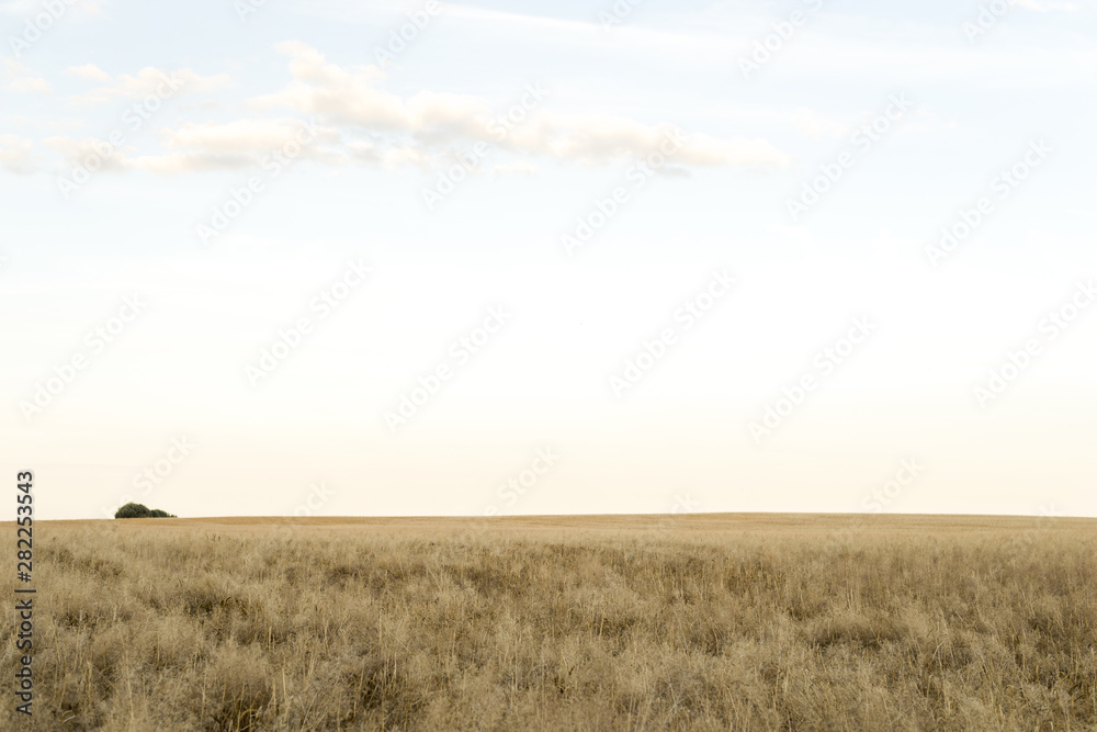 Sunny landscape of a wheat field