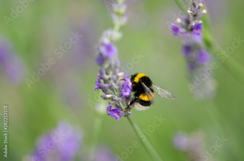 Bumblebee and lavender flowers.