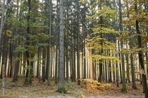 Forest in autumn as a mixed forest and ecosystem