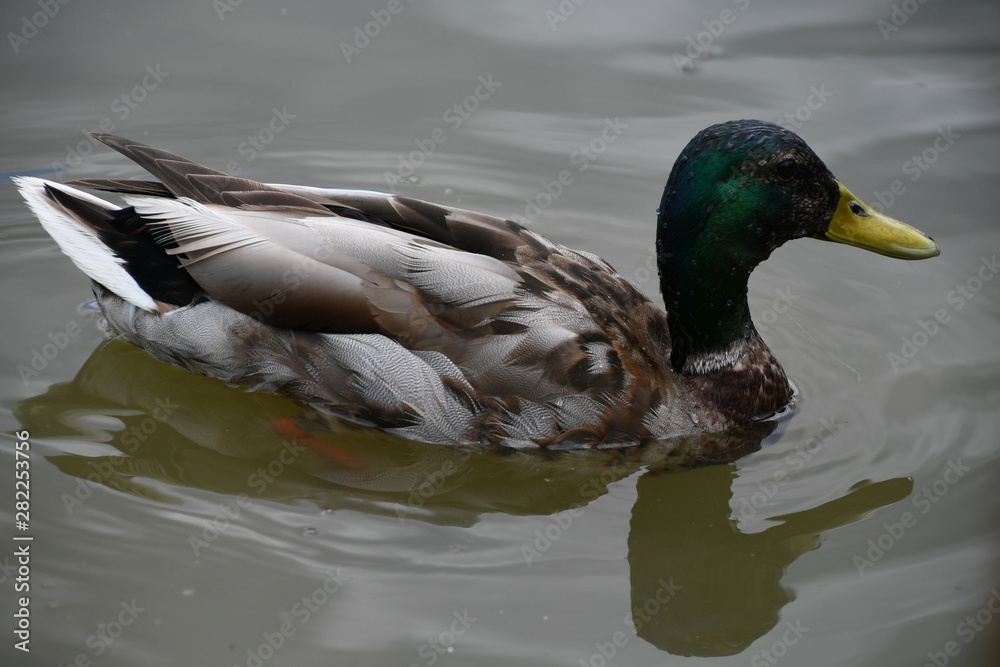 Obraz premium Duck in the lake water swimming 
