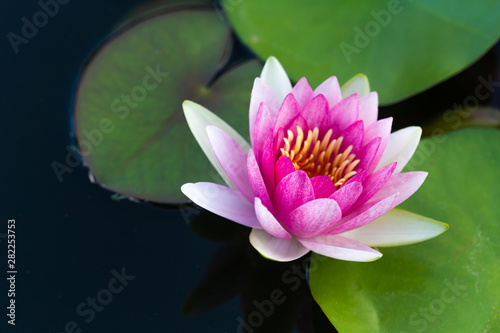 pink waterlily or lotus flower blooming on the pond 