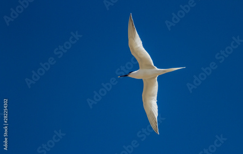 Sandwich tern in flight.