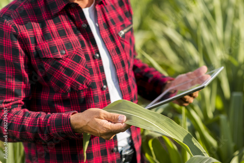 Man with a tablet in a cornfield