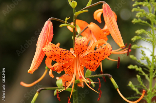 Orange flower in the garden close up