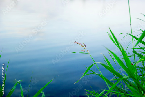 green grass on the background of the river
