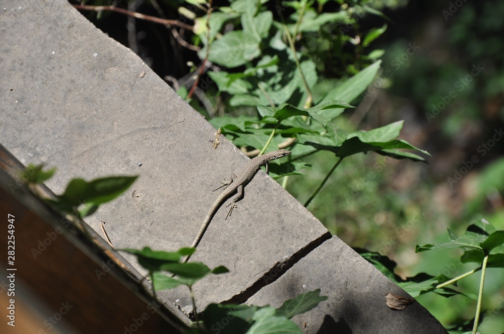 Gray-brown lizard on the edge of a stone surface among ivy leaves Gray-brown lizard on the edge of a stone surface among ivy leaves