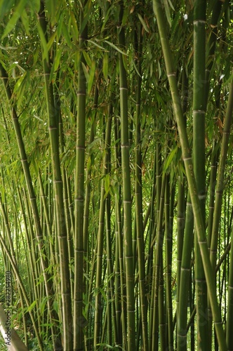 Wall of green bamboo stems