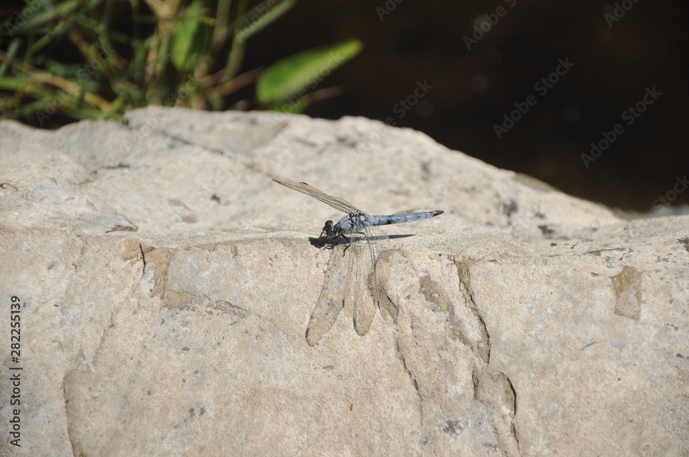 Blue dragonfly on the edge of a stone near the water Blue dragonfly on the edge of a stone near the water