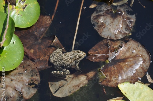 Large frog in the water among the lily pads