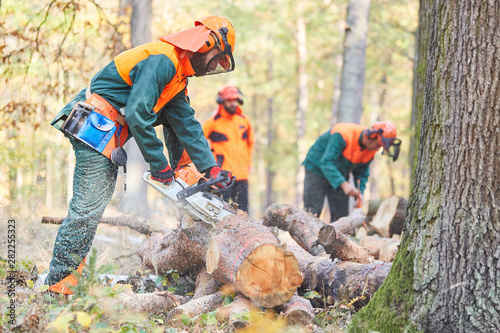 Group lumberjack in the forest saws logs photo