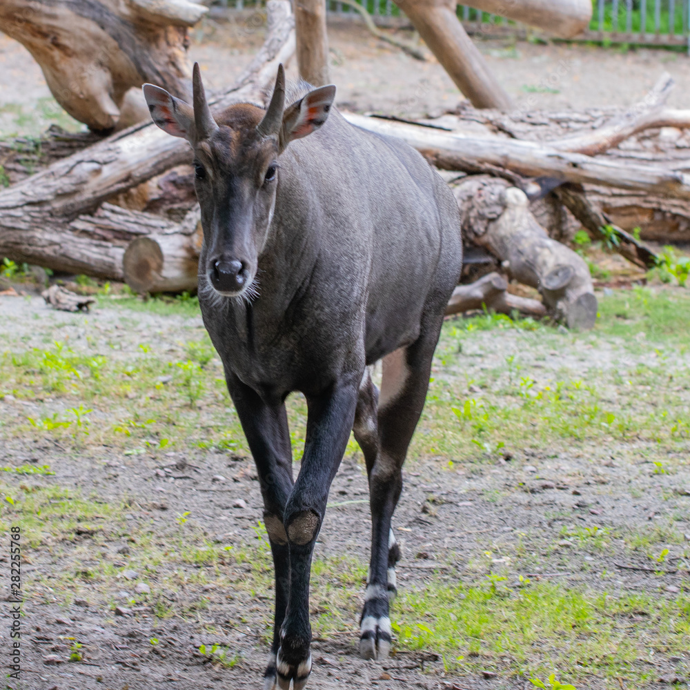 Nilgai (Boselaphus tragocamelus), also known as the nilgau or blue bull in zoo Nilgai (Boselaphus tragocamelus), also known as the nilgau or blue bull in zoo