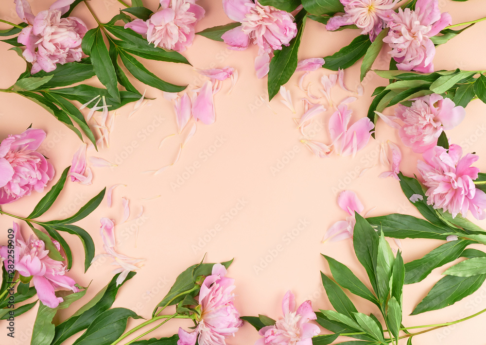 blooming pink peony buds on a peach background
