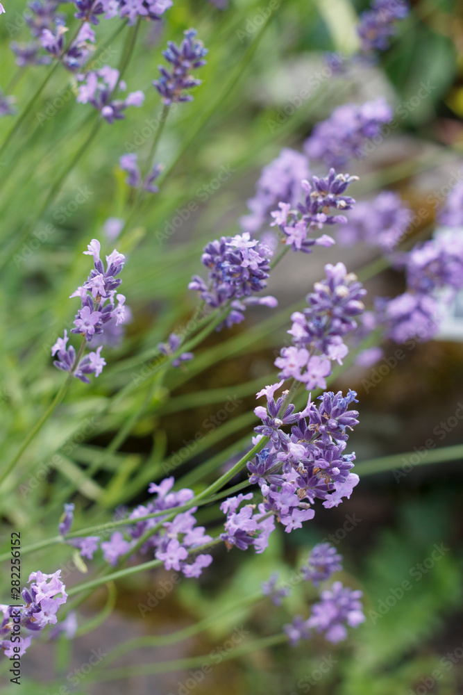 delicate purple lavender flowers close up on background of grass delicate purple lavender flowers close up on background of grass