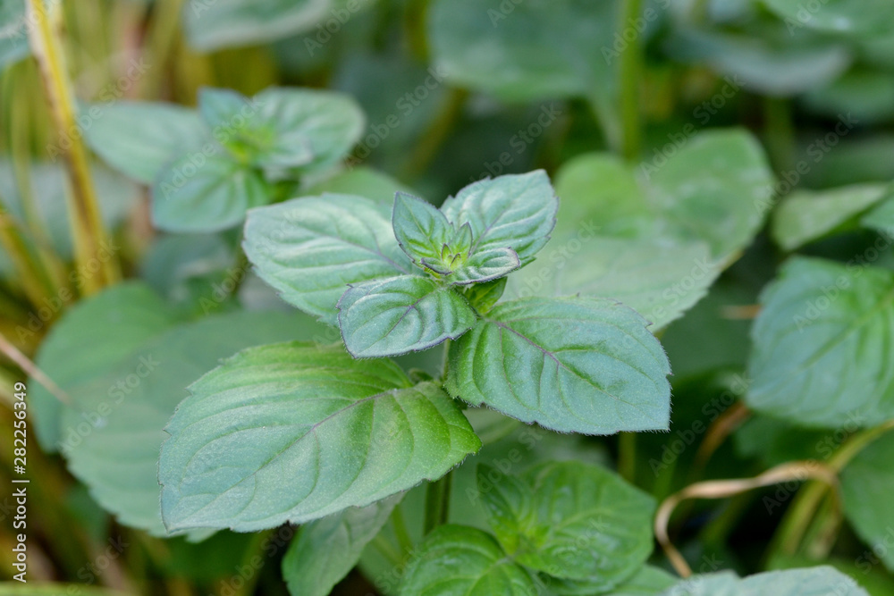 Wasserminze,Mentha aquatica, Bachminze, Kräuter, grün Wasserminze,Mentha aquatica, Bachminze, Kräuter, grün