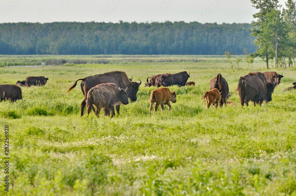 Wood Bison at Elk Island National Park