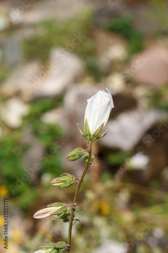 delicate white flower closeup on a background of grass
