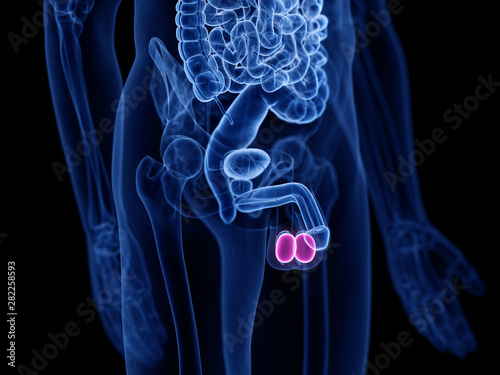 Murais de parede 3d rendered medically accurate illustration of the testes
