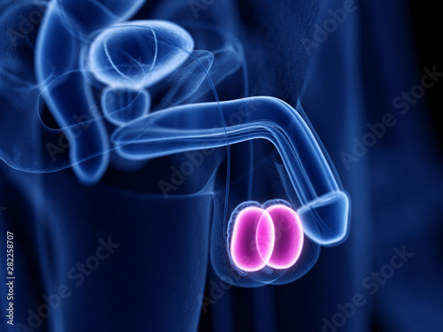 Fotografie 3d rendered medically accurate illustration of the testes