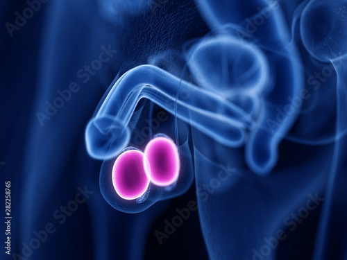 3d rendered medically accurate illustration of the testes