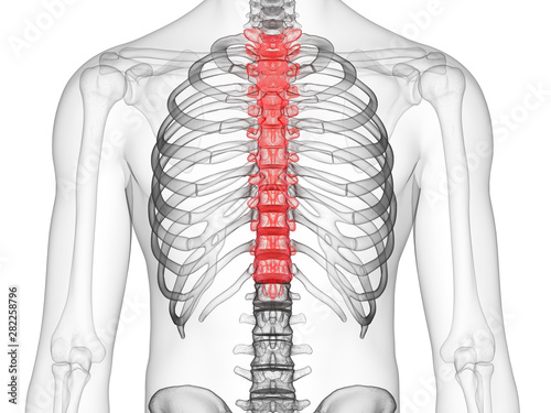 3d rendered medically accurate illustration of the thoracic spine