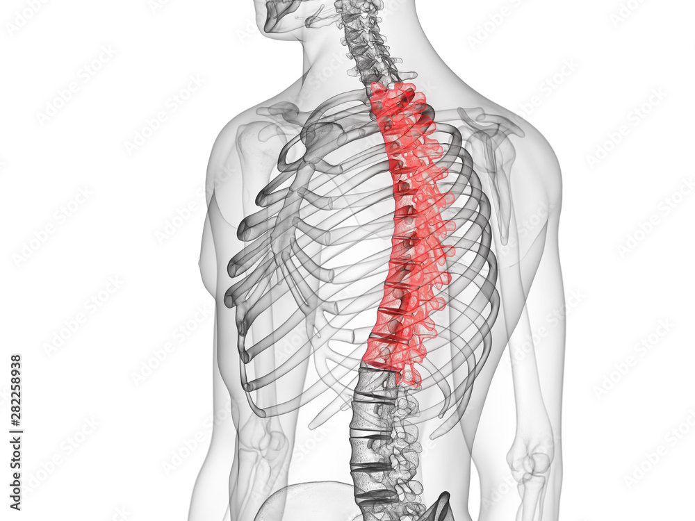 3d rendered medically accurate illustration of the thoracic spine
