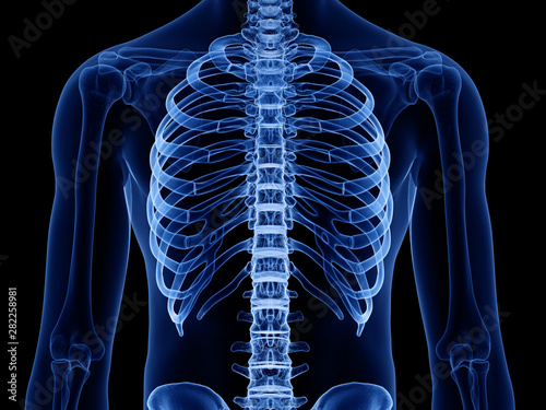 3d rendered medically accurate illustration of the skeletal thorax