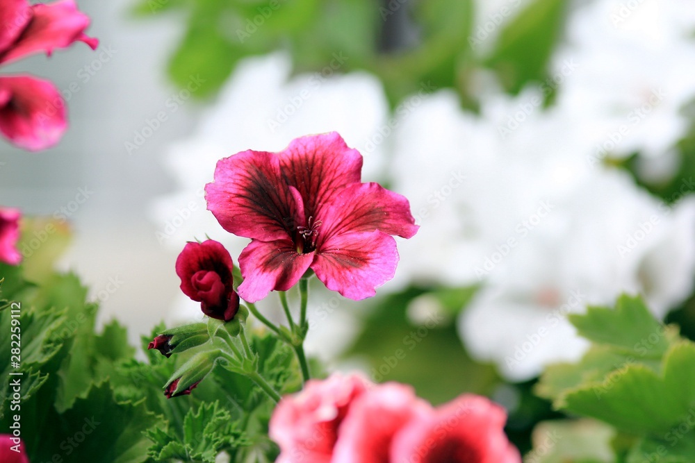 Pink flowers Pelargonium grandiflorum in the garden