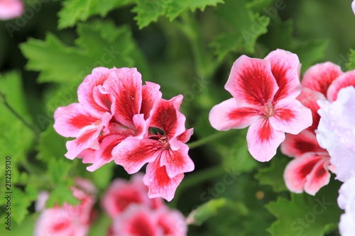 Pink flowers Pelargonium grandiflorum in the garden