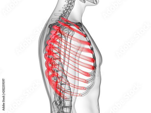 3d rendered medically accurate illustration of the ribs © Sebastian Kaulitzki