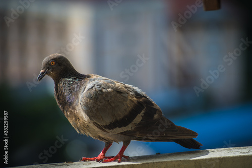 Quadro em tela A gray pigeons stand alone on the pole with blurred background