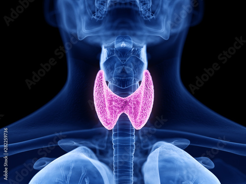 3d rendered medically accurate illustration of the thyroid gland