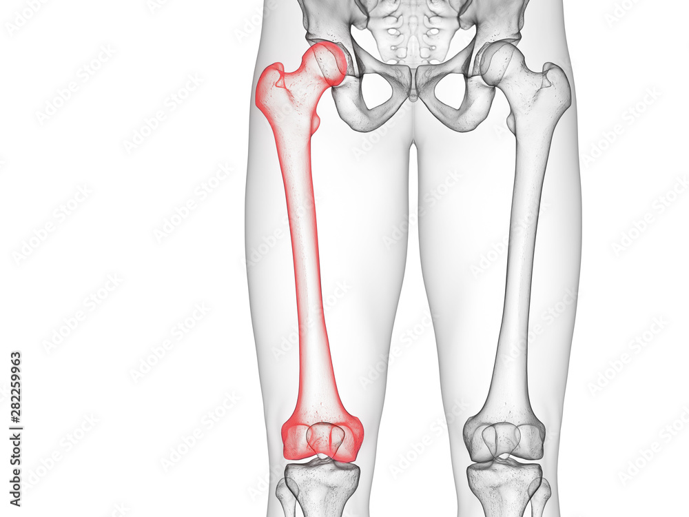 3d rendered medically accurate illustration of the femur 3d rendered medically accurate illustration of the femur