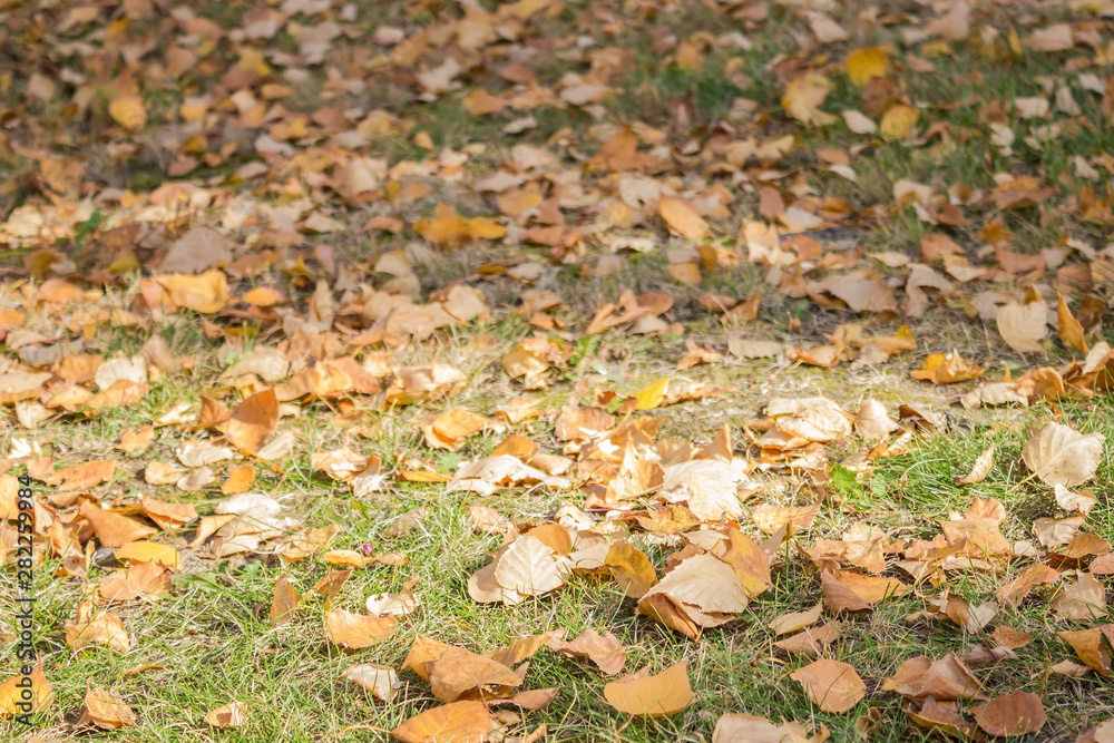 Land covered with fallen leaves. Land covered with fallen leaves.