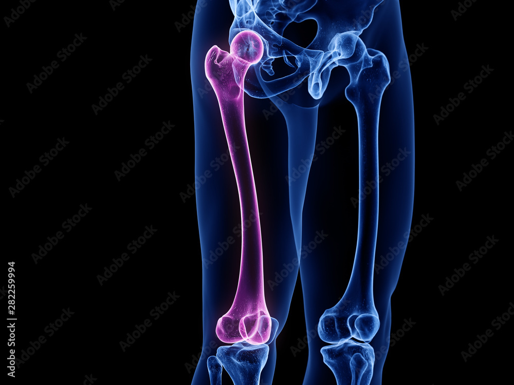 3d rendered medically accurate illustration of the femur