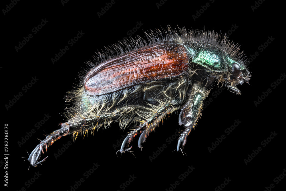 Naklejka premium brown and green scarab beetle isolated on black