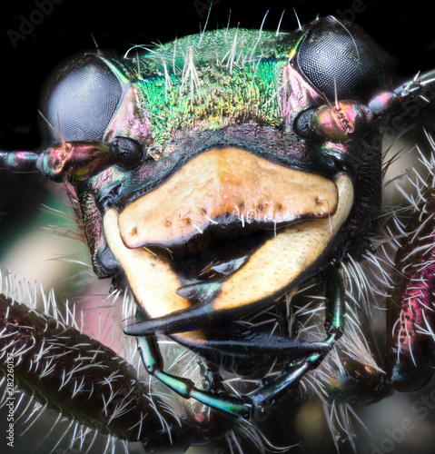green forest tiger beetle extremal closeup on black