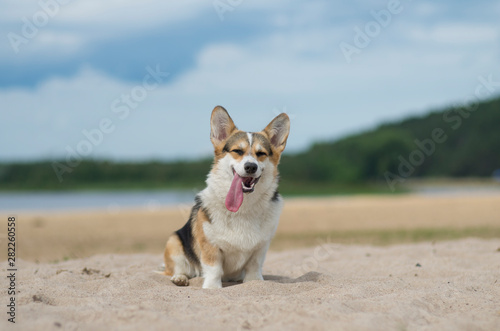 Welsh corgi pembroke dog with tongue out sitting on the sand, lake shore, beach in Belarus, Braslaw © evashchilko