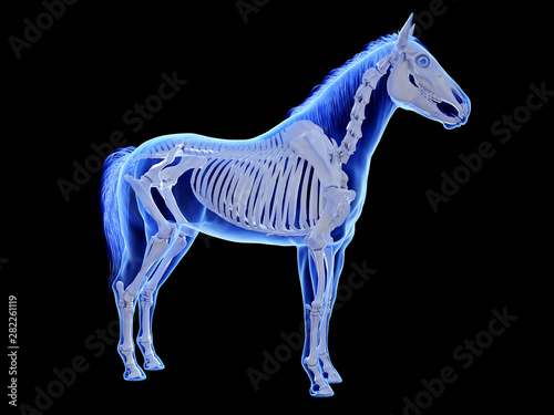 3d rendered medically accurate illustration of the equine skeletal system