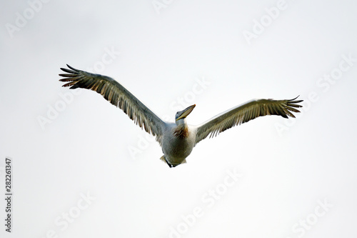 fliegender Krauskopfpelikan (Pelecanus crispus) in Strofilia, Griechenland - Dalmatian pelican, Strofilia Lake, Greece photo