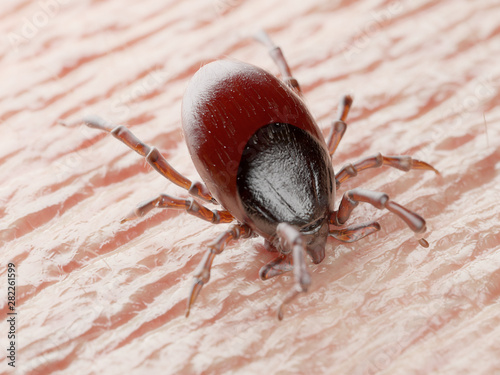 3d rendered illustration of a tick biting in human skin photo