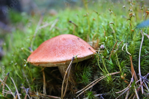 big boletus close-up in moss