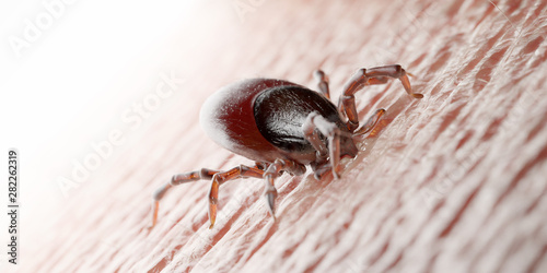 3d rendered illustration of a tick biting in human skin photo